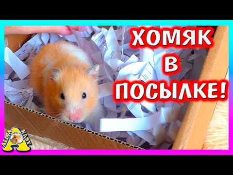 Видео: Что нам ПРИСЛАЛИ в посылке? / Распаковка / Alisa Easy Pets