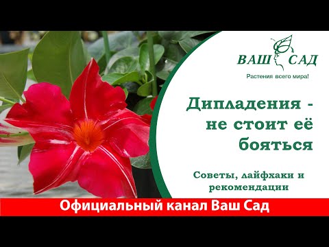 Видео: Дипладения (Мандевилла) - способы ухода и размножения. Ваш сад