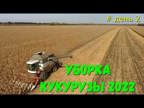 Видео: Кукуруза 2022 /Уборка Царицы Полей на Кубани / ОТЛИЧНЫЙ РЕЗУЛЬТАТ