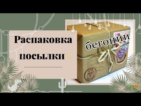 Видео: Распаковка посылки 📦 #бегонии#декоративнолиственные#кейн#очень ждала!!!