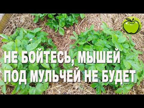 Видео: Грядки под мульчей из соломы. Мышей не будет