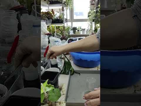 Видео: Сажаю☘️🌿🌸 растения из воды. Присоединяйтесь #комнатныерастения #цветы #посадка
