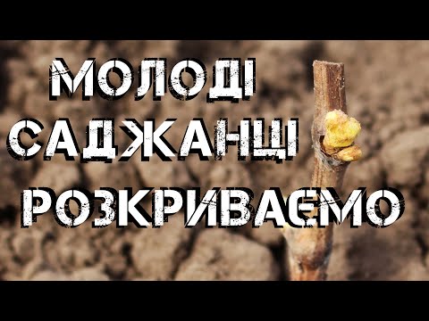 Видео: Розкриваємо молоді саджанці винограду 2025