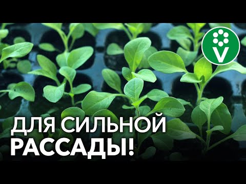 Видео: ВСЕГДА ОБРАБАТЫВАЮ ТАК РАССАДУ ПРИ ПИКИРОВКЕ для мощной корневой системы и защиты от болезней