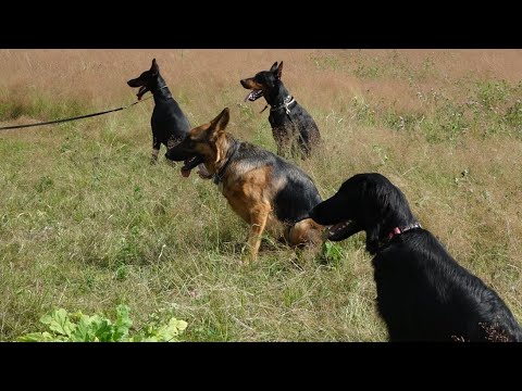 Видео: Догтренинг 651. Полевой урок: на рубеже. Дистанция, выдержка, слалом