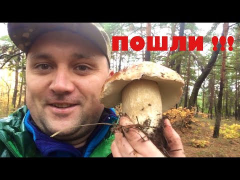 Видео: Беляки попёрли и другие благороднейшие!