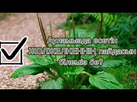 Видео: Жолжелкен | Жолжелкеннің пайдасы | Подорожник