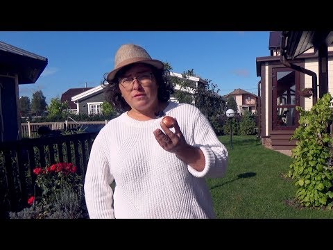 Видео: Луковичные растения.Когда высаживают луковичные? Как посадить? Нужно ли выкапывать?