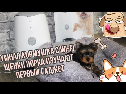 Видео: VLOG:ОБЗОР НА УМНУЮ КОРМУШКУ Petoneer Nutri/ЩЕНКИ ЙОРКА ИЗУЧАЮТ НОВЫЙ ГАДЖЕТ!