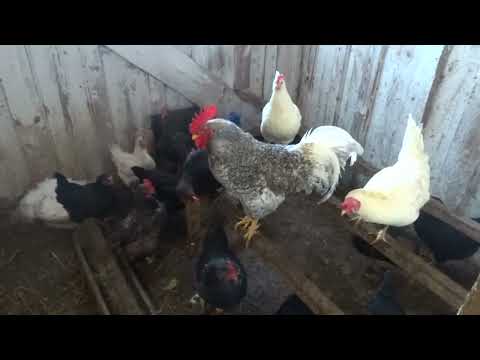 Видео: Из города в деревню / Избавились от коз / Январский влог