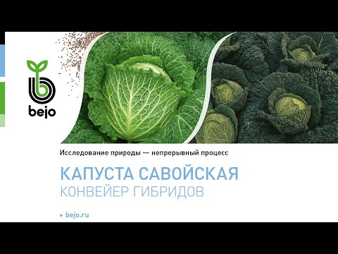 Видео: Капуста Савойская