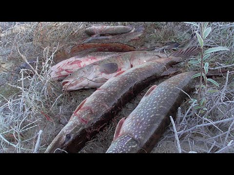 Видео: Ловили Налима и Начался Осенний Жор Щуки На Живца, На Летние Жерлицы-Закидуши.
