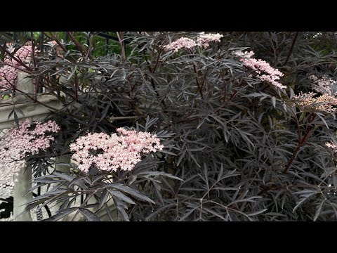 Видео: ВЕЧІРНЯ ПРОГУЛЯНКА САДОМ🌿ДЕКОРАТИВНО-ЛИСТЯНІ РОСЛИНИ ТА ЧАГАРНИКИ | НОВИНКА З МЕТАЛУ В САДУ