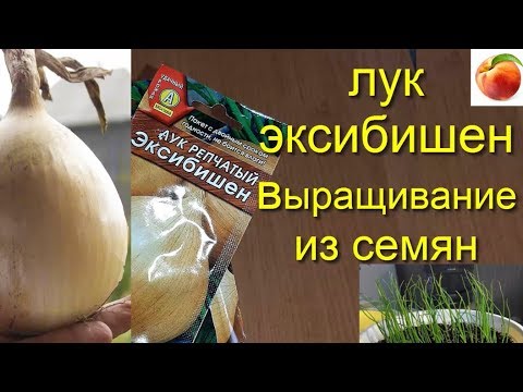 Видео: Сеем лук Эксибишен на рассаду Семена лука Правильно сеем семена получаем очень крупный лук за 1 год
