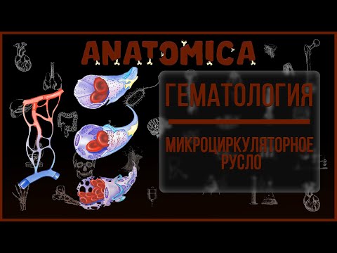 Видео: Микроциркуляция физиология / Микроциркуляторное русло - артериолы, капилляры, венулы / Гематология