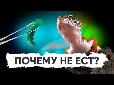 Видео: Почему эублефар не ест?