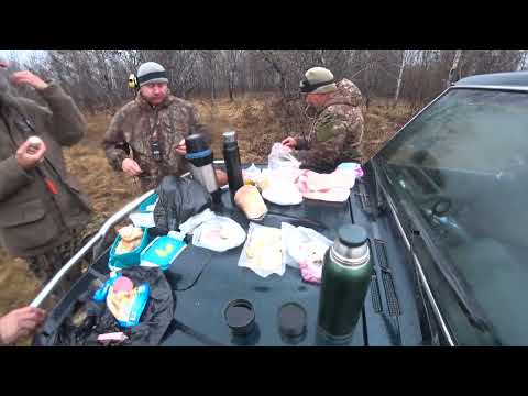 Видео: Охота на зайца беляка в лесу с гончими, сезон 2025-2026 №230