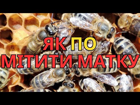 Видео: Як мітити матку