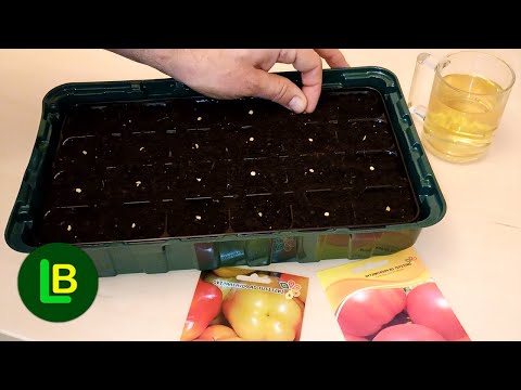 Видео: Перед тем как сеять помидоры и перцы обязательно сделайте это. Быстрый тест на всхожесть семян