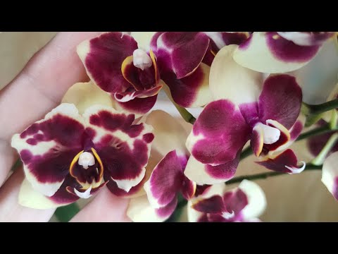Видео: Орхидея фаленопсис Anthura Catania. Моя любимица.