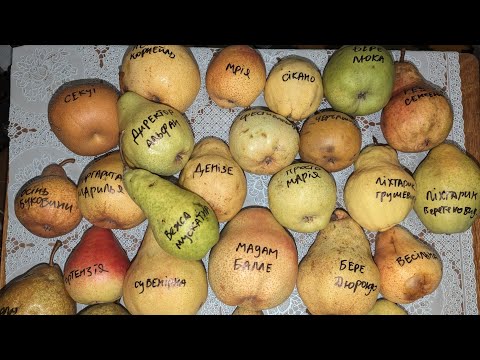 Видео: Груші станом на 26 вересня 2024 року