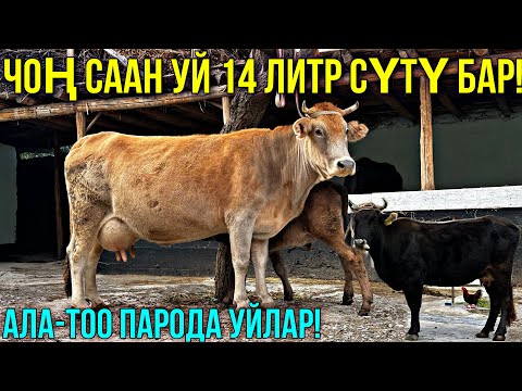 Видео: СААН УЙДУН ЖАКШЫЛАРЫ ЧЫКТЫ 15 ЛИТР СҮТҮ БАР 🤯#байтв