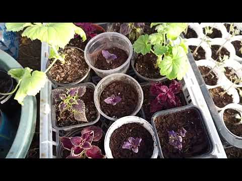 Видео: Сад. Огород. Апрель.