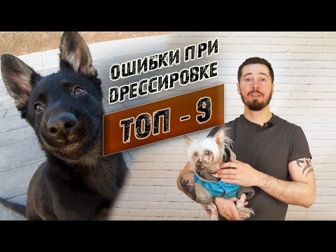 Видео: Топ - 9 ошибок при дрессировке собаки
