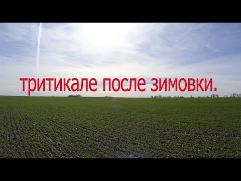 Видео: Как и чем  будим подкармливать? Показываю озимый тритикале.