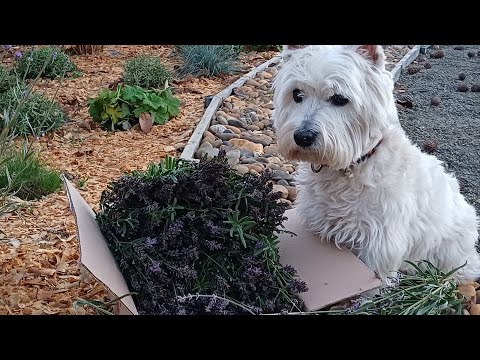 Видео: Подписчики, я вас услышала!👍🧡 Отвечаю на вопросы и замечания. Готовлю  закарпатский сад к зиме.