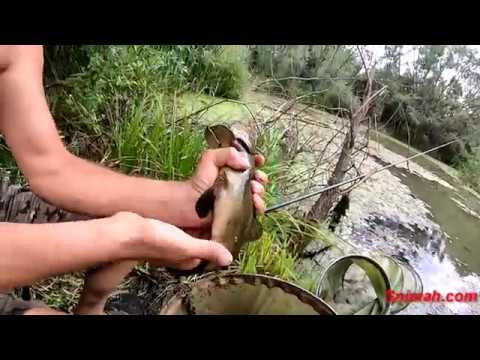 Видео: За риба в старото корито на река Лесновска