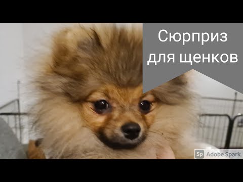 Видео: Наши малыши шпицы, первый раз увидели снег,  делимся впечатлениями!