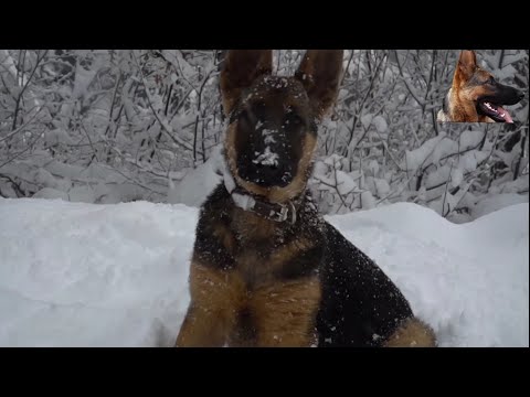 Видео: МЫ ИЩЕМ НАШУ ПОТЕРЯННУЮ СОБАКУ, ЕГО ЗОВУТ ДОРУК. СОБАКА СЕРКАНА БИЛГИ НЕМЕЦКАЯ ВОЛЧАЯ СОБАКА