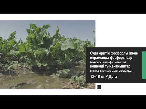 Видео: Қант қызылшасына арналған минералды тыңайтқыштар