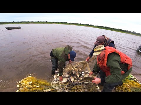 Видео: Рыбалка на Невод.Тоня с Крупным Лещом.Лицензионный вылов