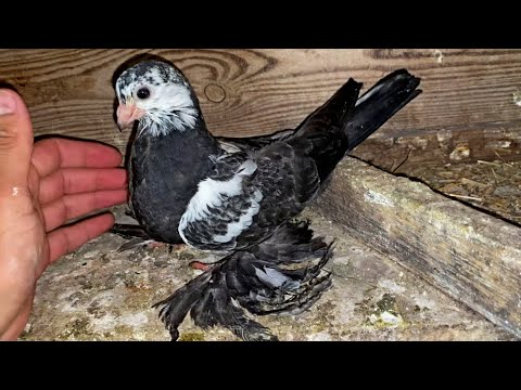Видео: Бой-Игра с Пискуна!
