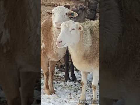 Видео: Беларусь.Катумские овцы. Входим в зиму? Ноябрь 2024.