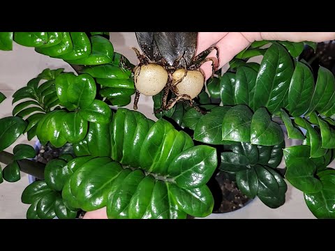 Видео: ДАЙТЕ ЭТО ЗАМИОКУЛЬКАСУ, разбудите замиокулькас эта подкормка ЗАСТАВЛЯЕТ проснуться листьям
