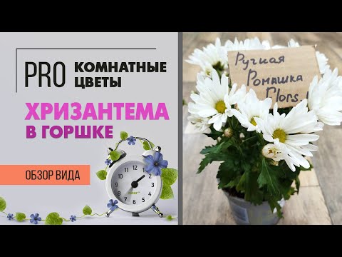 Видео: Хризантема в горшке - ручная ромашка в доме | Как правильно ухаживать после покупки