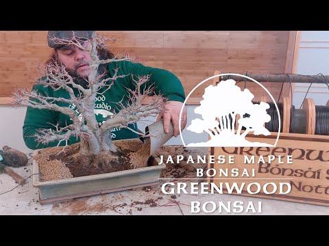 Видео: Обрезка и пересадка кустового японского клёна бонсай! — Greenwood Bonsai
