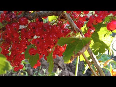 Видео: ВАРЕНЬЕ ИЗ КРАСНОЙ СМОРОДИНЫ🍒🍒🍒ОН ПРОСТО ДЕЛАЕТ!