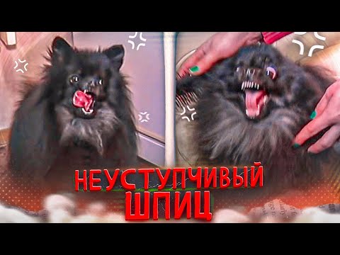 Видео: НЕУСТУПЧИВЫЙ ШПИЦ(Агрессия при расчесывании и при попытке забрать кость)