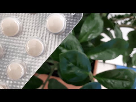 Видео: Всего ОДНА ТАБЛЕТКА сделает листья блестящими! КАЧЕСТВЕННЫЙ уход за листьями ЗАМИОКУЛЬКАСА