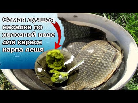 Видео: ЛОВИ ПО ХОЛОДНОЙ ВОДЕ. НАСАДКА ДЛЯ КРУПНОГО КАРАСЯ и Леща. Супер рыболовная насадка.