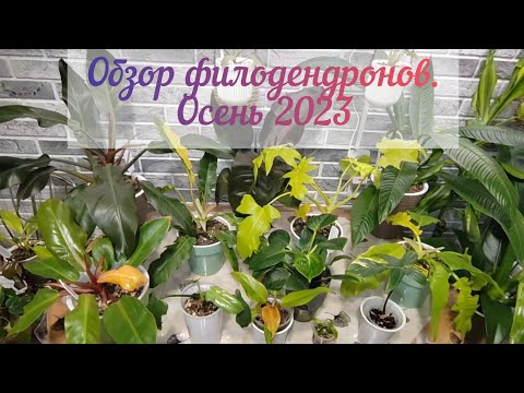 Видео: #Филодендроны#Обзор коллекции#осень2023
