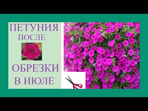 Видео: Петуния после стрижки через 2 недели. Часть петуний выбросила и заменила. Подготовка к черенкованию.
