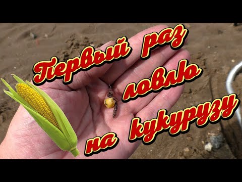 Видео: Первый раз ловлю на кукурузу