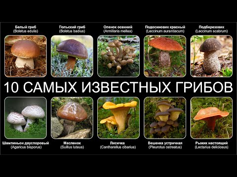 Видео: Топ 10 САМЫХ ИЗВЕСТНЫХ ГРИБОВ