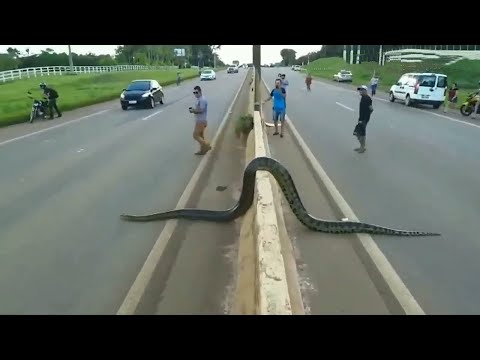 Видео: Неожиданные встречи со змеями, заснятые на видео!