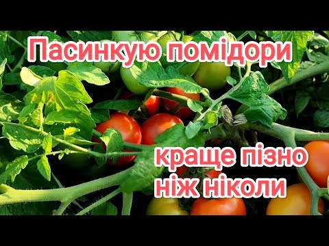 Видео: Пасинкую помідори на грядці, щоб знизити ризик захворювання.